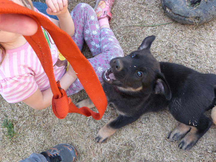 chinook dog